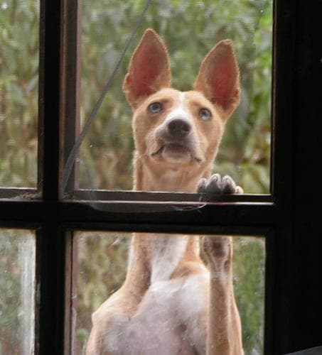 Ibizan Hound
