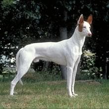 Ibizan Hound