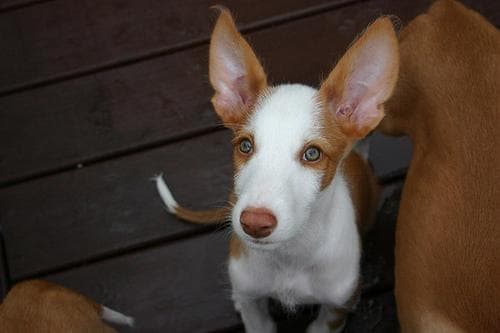 Ibizan Hound
