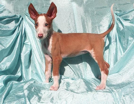 hound
