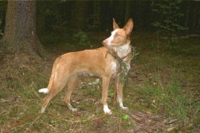 Ibizan Hound