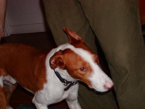 Ibizan Hound