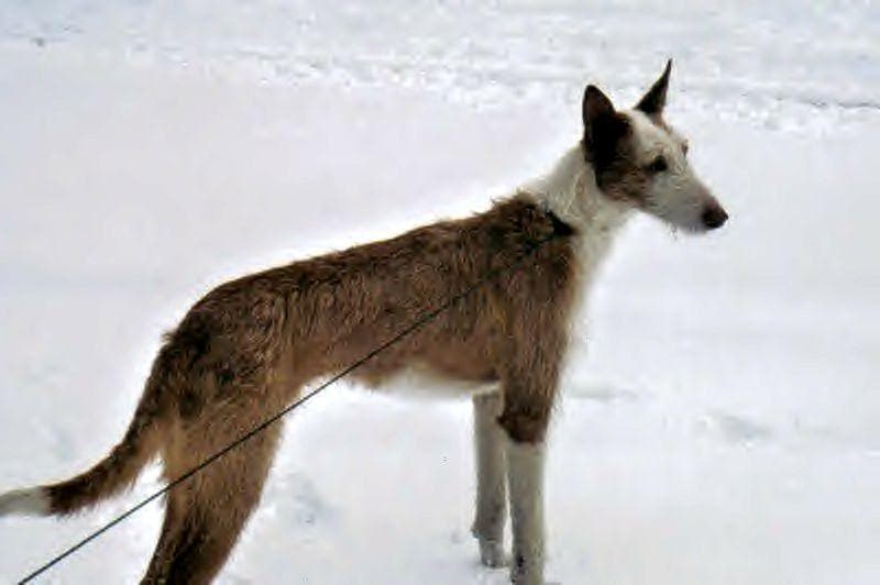 Ibizan Hound
