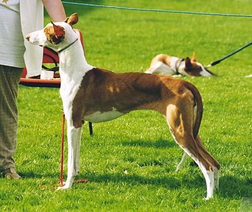 Ibizan Hound