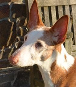 Ibizan Hound