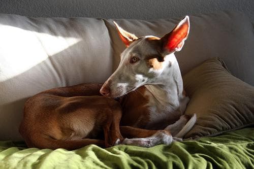 Ibizan Hound