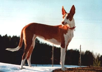 Ibizan Hound