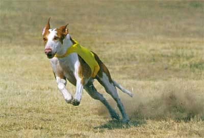 Ibizan Hound