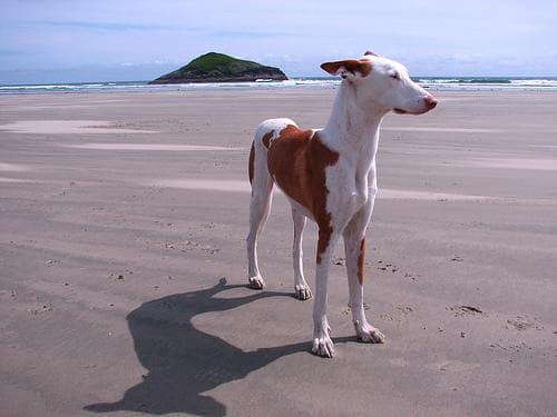 Ibizan Hound