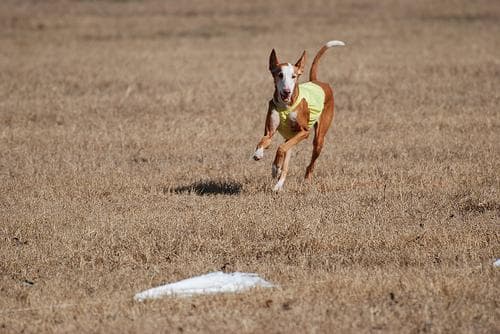 Ibizan Hound