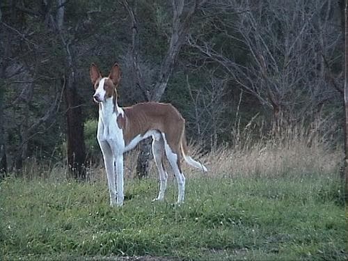 hound