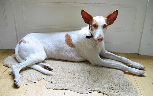 Ibizan Hound