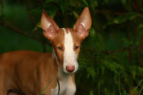 Ibizan Hound