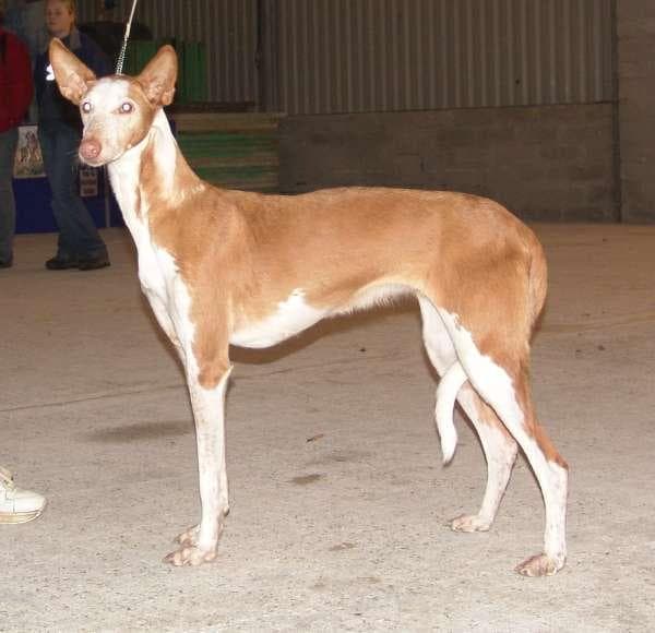 Ibizan Hound