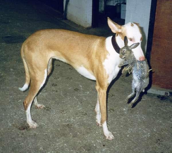 Ibizan Hound