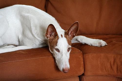 Ibizan Hound