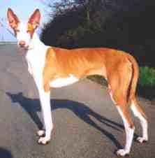 Ibizan Hound