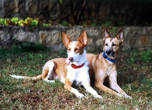 Ibizan Hound