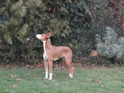 Ibizan Hound
