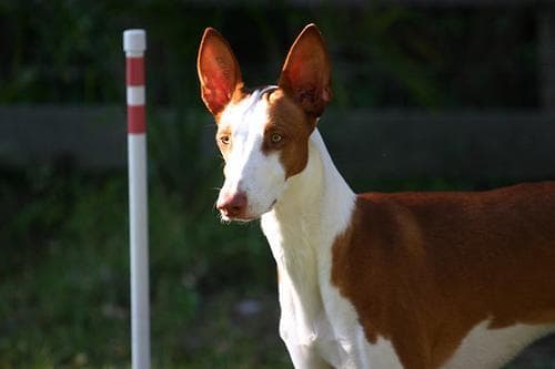 Ibizan Hound