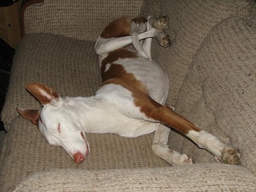 Ibizan Hound