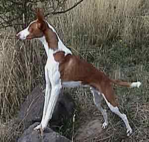hound