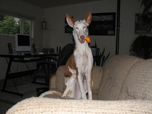 Ibizan Hound