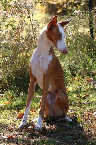 Ibizan Hound
