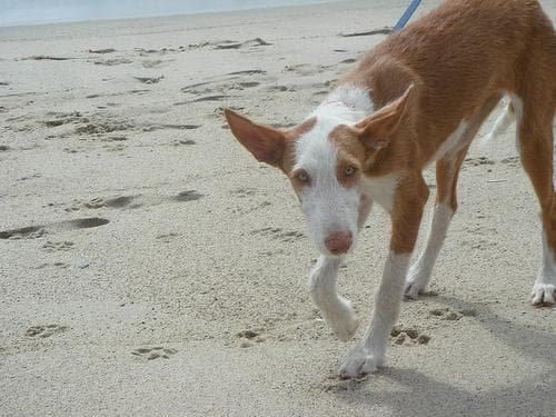 Ibizan Hound
