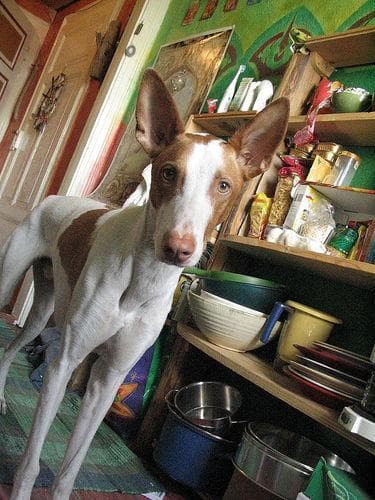 Ibizan Hound