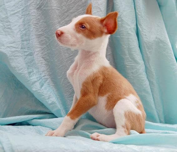 Ibizan Hound