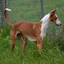 Ibizan Hound