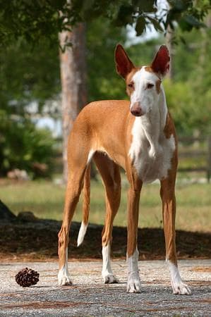 Ibizan Hound