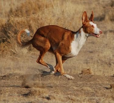 Ibizan Hound