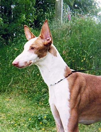 Ibizan Hound