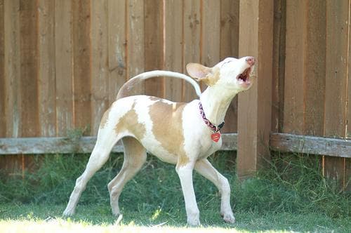Ibizan Hound