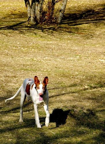 Ibizan Hound