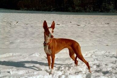 Ibizan Hound