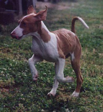 Ibizan Hound