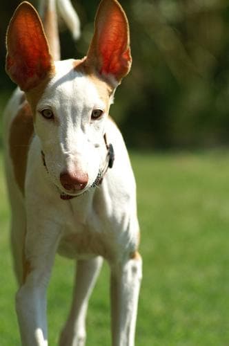 Ibizan Hound
