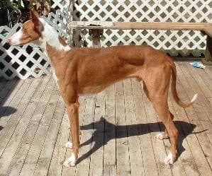 Ibizan Hound