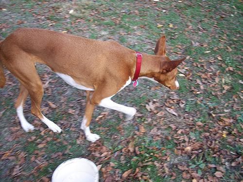 Ibizan Hound