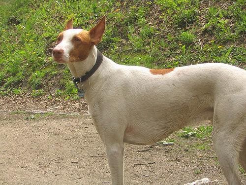 Ibizan Hound