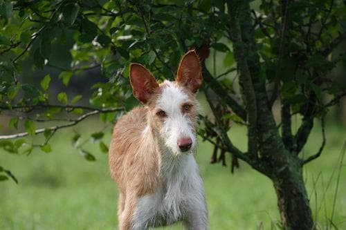Ibizan Hound