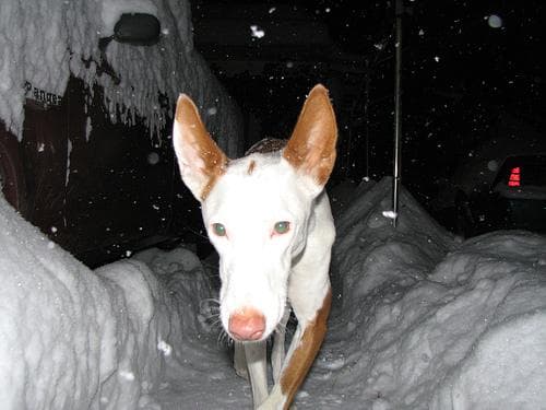 Ibizan Hound