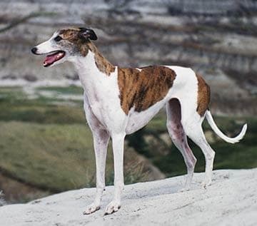 Ibizan Hound
