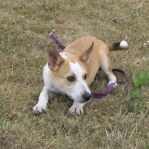 Ibizan Hound