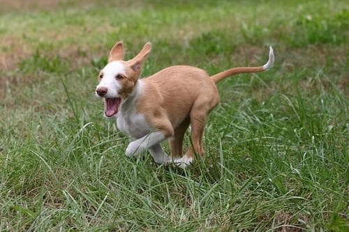 Ibizan Hound