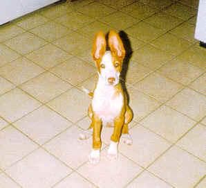 Ibizan Hound