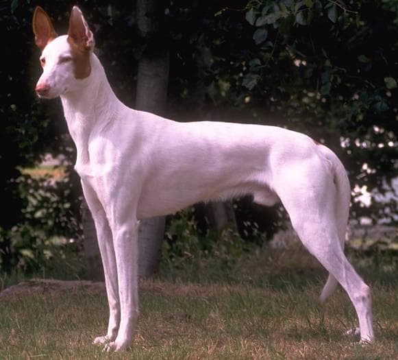 Ibizan Hound